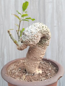 火星人实生块根 多肉绿植爬藤办公客厅庭院盆栽花卉 包邮 可批