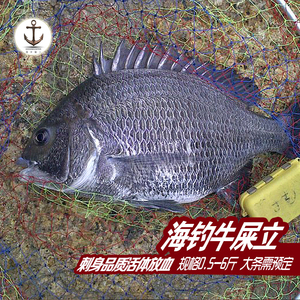 海钓野生牛屎立,黑雕,黑立鱼,刺身品质,活体放血新鲜!