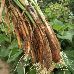 内蒙古沙漠旱地红葱子洲山地红葱红皮葱大葱特产炖羊肉6斤装包邮