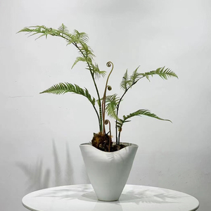新中式简约现代仿真蕨草金丝蕨绿植盆景玄关柜吧台茶几售楼部摆件