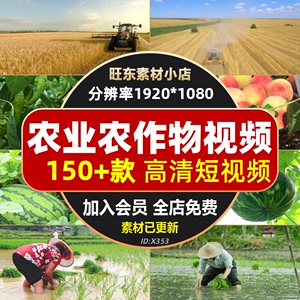 绿色有机农作物蔬菜水果水稻麦子小麦农业大棚种植高清短视频素材