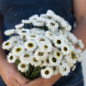 『小苗 花苗』 进口永生菊 小丑菊  切花 干花材料 阳台花园 盆栽