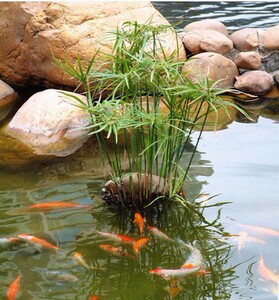 室内桌面盆栽水生植物花卉水培绿植花苗旱伞草水竹水棕竹净化空气