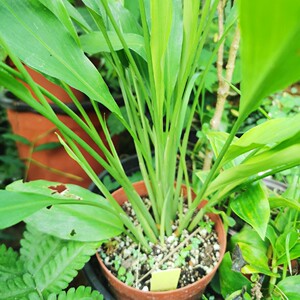 土田七姜三七三七姜七姜叶三七竹叶三七姜田七小田七竹田七姜科