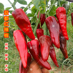 益都红辣椒种子 红牛角特辣剁椒香干椒 春夏秋四季播蔬菜种籽孑苗