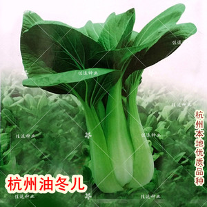 杭州油冬儿青菜种子 鲜嫩可口小白菜种子 阳台庭院菜地露地蔬菜籽