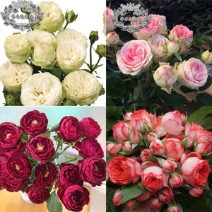 石榴石宝石尤物月季