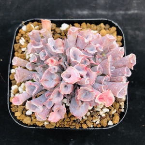 魔笛/猪鼻子/筒叶pink多肉植物稀有品种一物一拍盆径10cm多肉萌宠