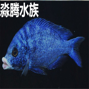 三湖慈鲷 白嘴蓝宝石 马鲷 观赏鱼 活体 报损 包活 鱼 淼腾水族
