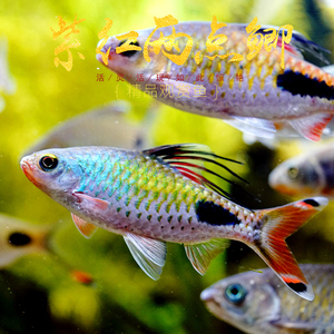 热带观赏鱼彩虹钻石鲫追鱼紫红两点鲫熊猫鲫鱼淡水草缸小型鱼活体
