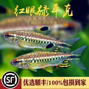 红眼绿平克鱼 非洲尼日利亚霓虹热带灯鱼草缸群游红翅猛鱼活体鱼