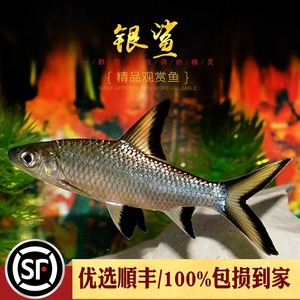 银鲨鱼反光小型热带观赏虎鲨鱼大小白鲨彩虹鲨粉红鲨龙鱼配鱼活体
