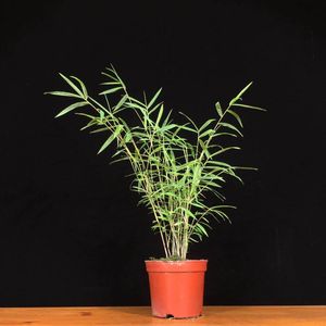 油竹 四川名贵竹小玉山竹微竹精品盆景