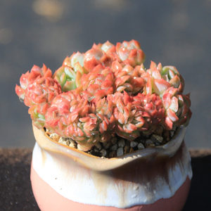 双子贝瑞缀化 带板子状态好 办公室盆栽多肉植物一物一拍昆明初锦