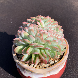 莎莎女王缀化 月影系 带板子 多肉植物一物一拍 实拍无p 昆明初锦