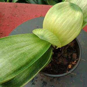 彩兰君子兰佛光