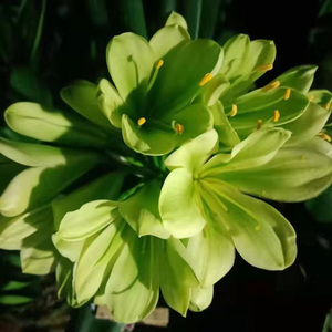 君子兰原生绿花平尾绿花苗单棵