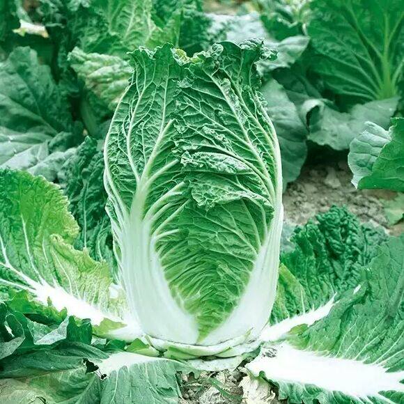 台湾456小白菜 耐高温雨水 蔬菜种口感一般 简易包装包邮 活动价