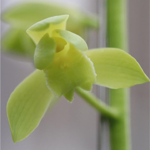 大花素兰花