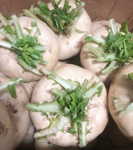 温州新鲜盘菜5斤嫩扁萝卜芜菁蔓菁诸葛菜圆菜头3斤农家种植