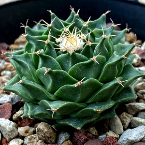 承萱花卉 帝冠仙人球实生一物一拍四大名球多肉植物盆栽绿植