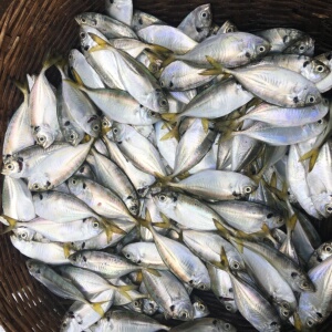 【渔小妹】湛江海捕天然新鲜活冷冻海鲜结尾鱼深海西瓜皮鱼500g