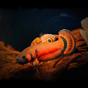 红战狗斗鱼 大口斗鱼 betta macrostoma 7-8cm左右 1500元/对