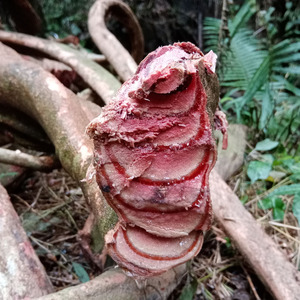 河源野生百年鸡血藤九层风新鲜干货月经调理中药材泡酒煲汤料无硫