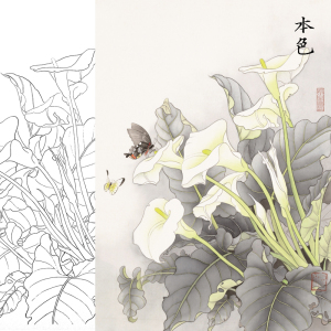 kq13白描底稿工笔花卉马蹄莲国画白描底稿线描稿临摹过稿练习实物