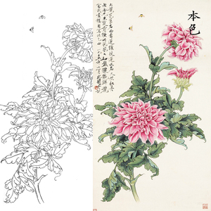 工笔画菊花白描底稿