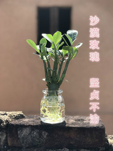 水养沙漠玫瑰水培植物绿植盆景盆栽室内好养花卉富贵竹绿萝发财树