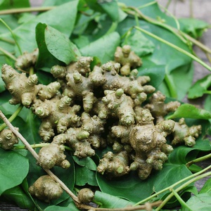 三七种植苗藤三七