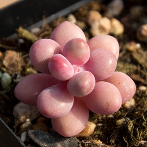 心语馨苑 桃蛋 多肉植物 桃之卵单头办公室绿植迷你盆栽限购