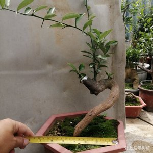 浙江温州金豆金豆盆景山桔山橘盘景一物一拍金豆熟桩金豆小品母桩
