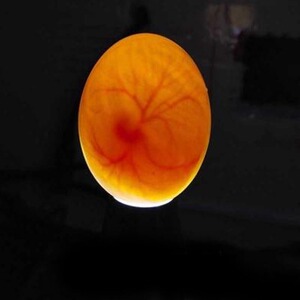 鸽子蛋可孵化受精蛋白羽王鸽银王泰森自别鸽现捡发货hanrongchang