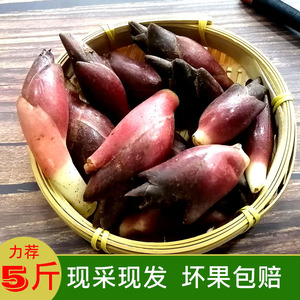 产地直销野生阳荷姜当季新鲜野生姜食用姜笋5斤蔬菜阳藿洋荷姜芽