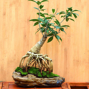 提根桂花树小盆栽老桩熟桩室内四季常青植物园艺造型矮霸开花盆景