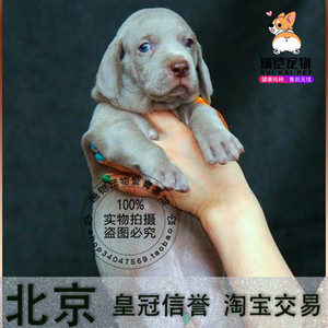 纯种德国魏玛猎犬活体宠物狗狗威玛犬幼犬出售北京繁殖阿富汗猎犬