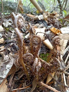 东北山野菜新鲜猴腿广东菜猫爪子蕨菜蘸酱菜春季250g四份顺丰包邮