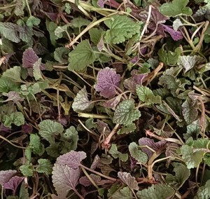 东北辽宁特产新鲜山野菜猫把蒿猫吧呼春季生吃蘸酱菜四份顺丰包邮