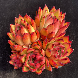 多肉植物摩根多头大群捧花一物一拍精品直播东云系组合景天贵货