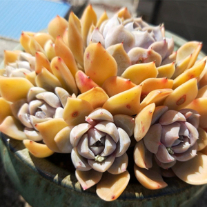 多肉植物泰尼汉堡群生多头捧花景天组合精品一物一拍直播贵货包邮