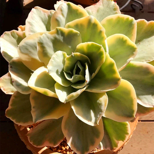 多肉植物月亮河锦多头老桩群生稀有新品景天一物一拍精品贵货包邮