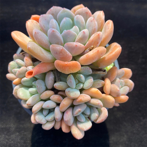 多肉植物白鹭整群无砍老桩捧花景天组合一物一拍精品直播贵货包邮