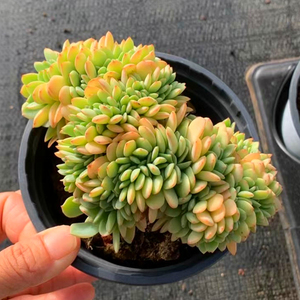 多肉植物酸橙柠檬缀化整版朵朵一物一拍精品稀有贵货新款杂交包邮