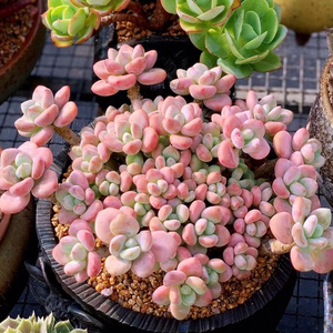 多肉植物洛神超大群老桩整多头一物一拍韩国精品贵货美人系包邮