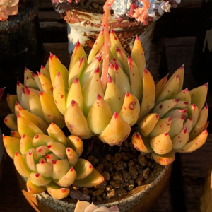 多肉植物米兰达大群捧花老桩多头无砍东云系组合景天一物一拍包邮