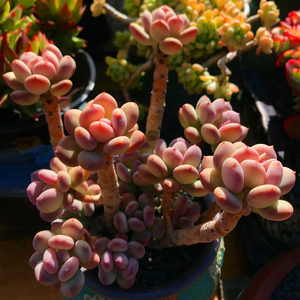 多肉植物桃奶系美人老桩群生多头一物一拍韩国精品直播贵货包邮