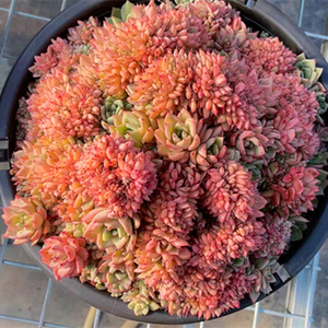 多肉植物拉霍亚爪缀化朵朵整群多头一物一拍精品东云系景天组合包