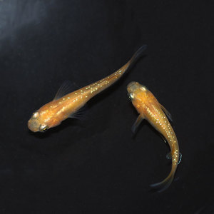 观背青鳉黄星光卵苗小型迷你锦鲤稻田淡冷水吃虾子幼虫观赏鱼